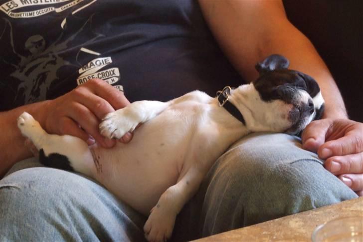 Fransk bulldog Fiona - Fiona tager sig lige en lur billede 2