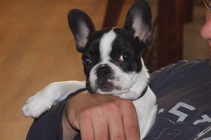 Fransk bulldog Fiona billede 3