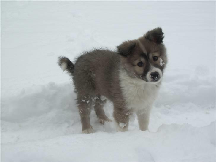 Islandsk fårehund Blidur - På eventyr i sneen - 10 uger billede 5
