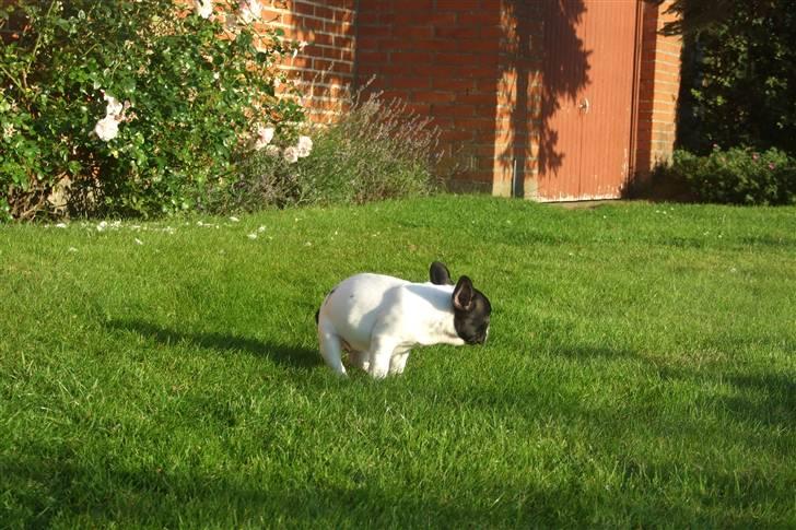 Fransk bulldog Fiona - Da vi havde hentet hende, skulle hun jo lige afmærke haven billede 4