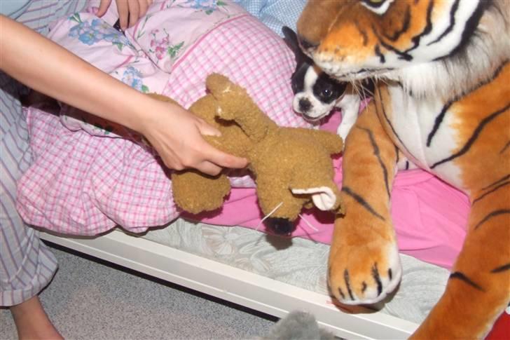 Fransk bulldog Fiona - Hun eeeeeelsker Kates bamser;-) billede 5