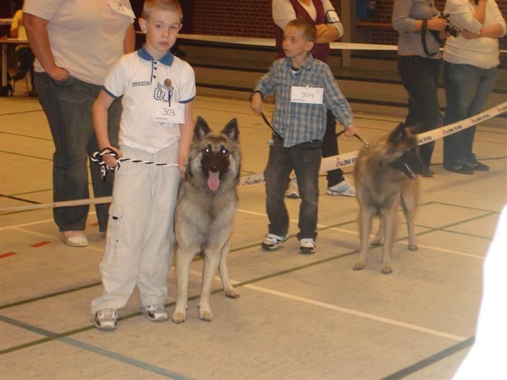 Belgisk hyrdehund Athene - her er jeg sammen med patrick i ringen  billede 18