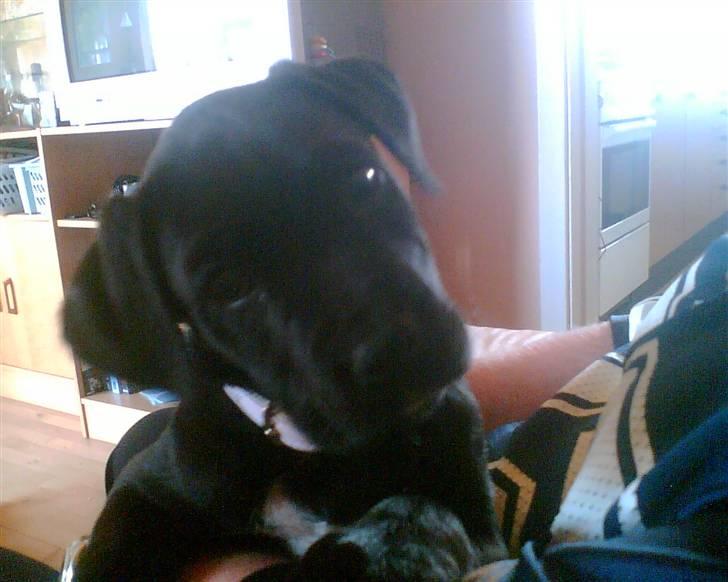 Blanding af racer xena billede 14