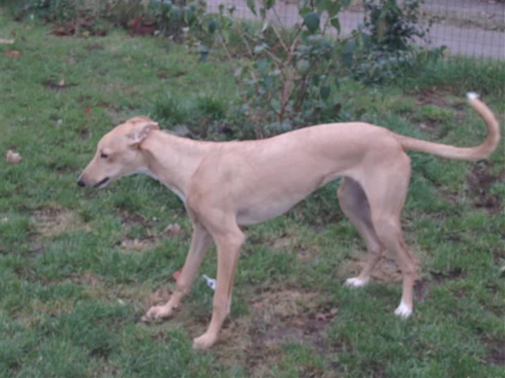 Galgo español Valera - Valera oktober 07 billede 8