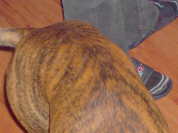 Boxer bølle billede 7