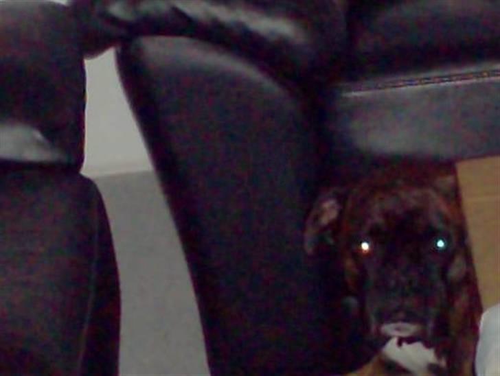 Boxer bølle billede 8