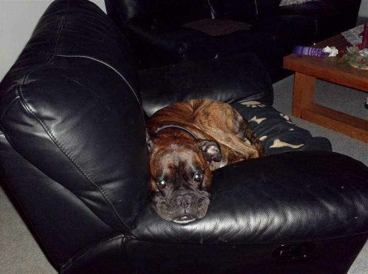 Boxer bølle billede 9