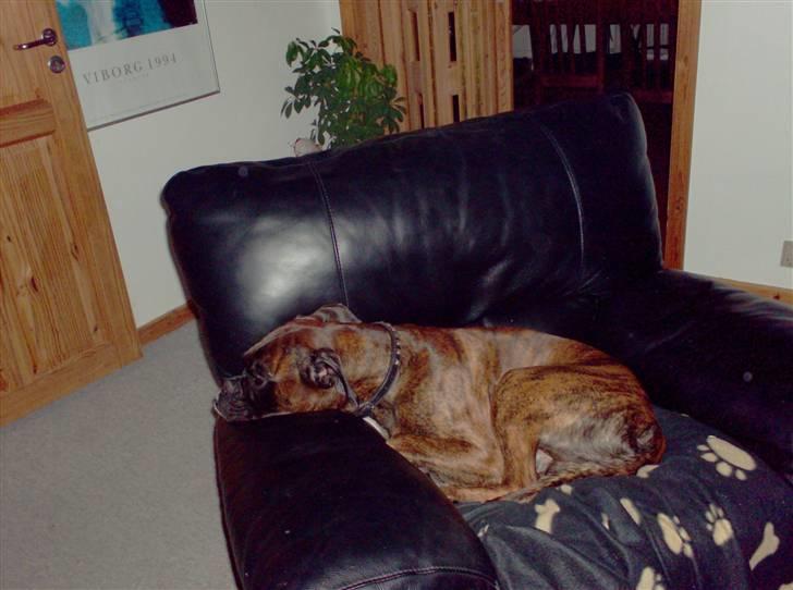 Boxer bølle billede 10