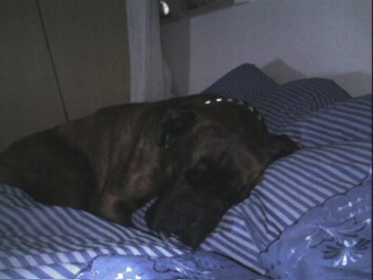 Boxer bølle billede 11