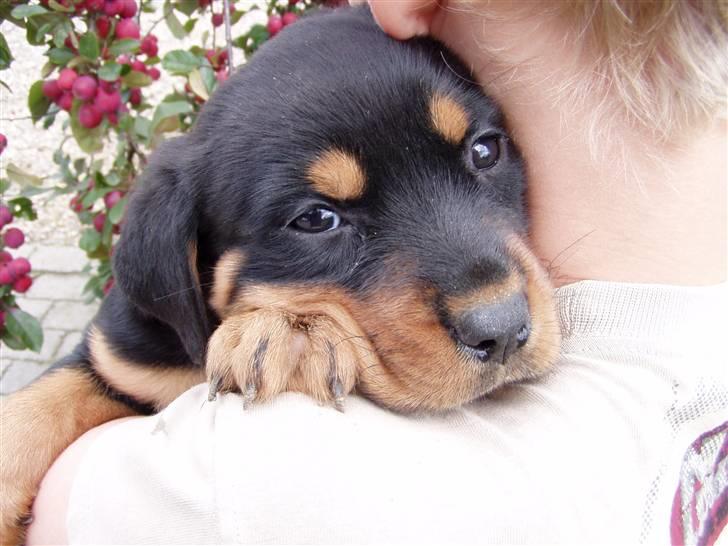 Rottweiler Maggi - mit første billede af hende (7 uger gammel) billede 2