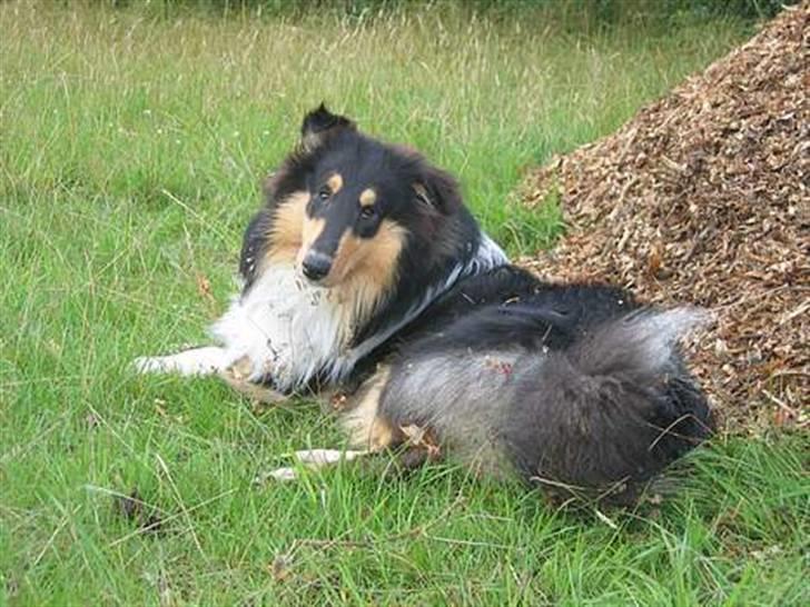 Collie langhåret Kenzo billede 1