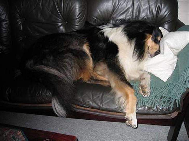 Collie langhåret Kenzo billede 2