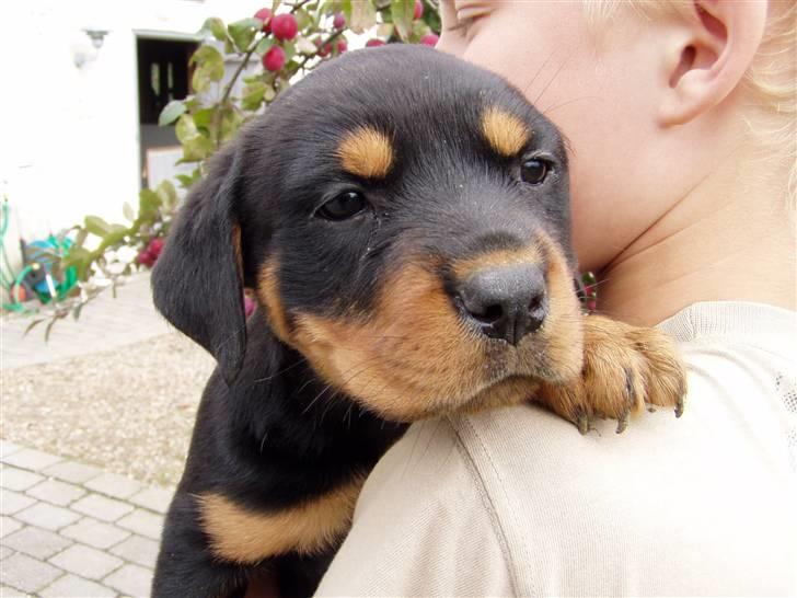 Rottweiler Maggi billede 3