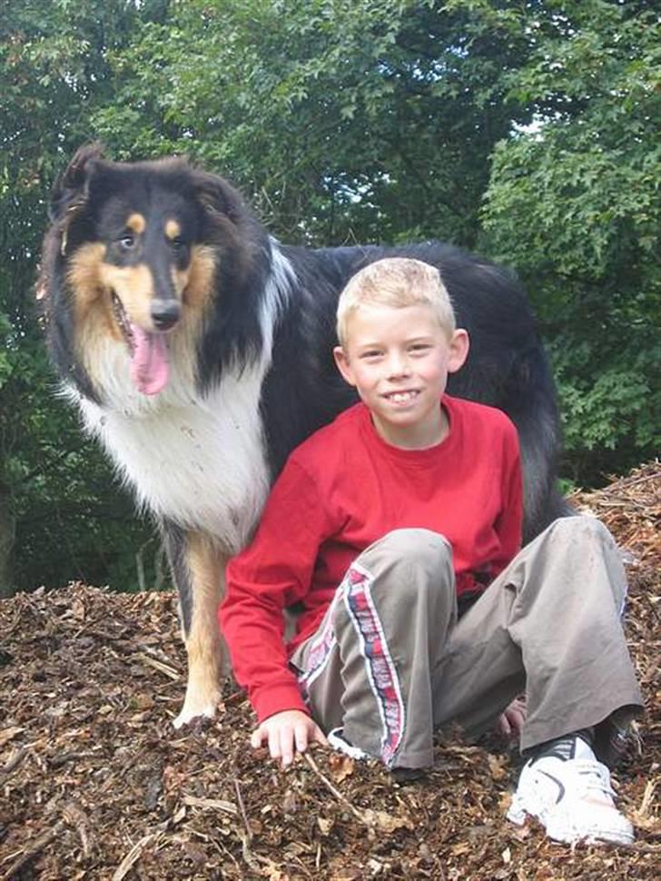 Collie langhåret Kenzo billede 3