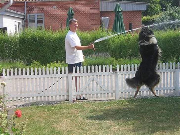 Collie langhåret Kenzo billede 4