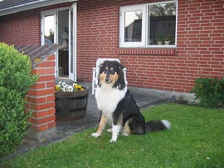 Collie langhåret Kenzo - Nu er jeg ved at blive stor. billede 5