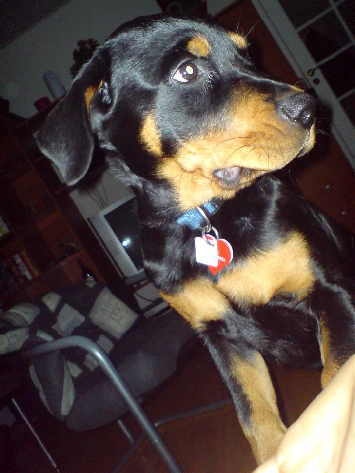 Rottweiler Maggi - her er hun lige knap 6 måneder billede 4