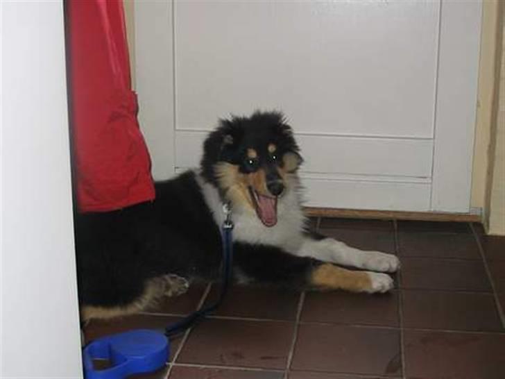 Collie langhåret Kenzo - Gaab, hvor er jeg bare træt :o) billede 6