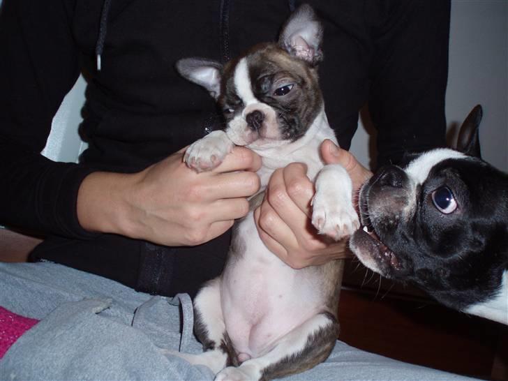 Boston terrier Freja - se min tykke mavse billede 9