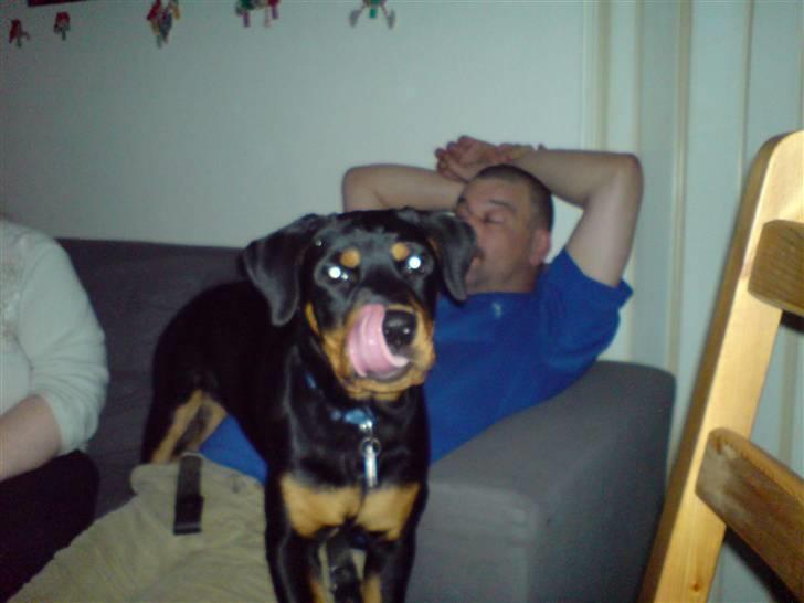 Rottweiler Maggi - her spurgte vi hende om hun kunne nå sin næse med tungen ;) billede 5