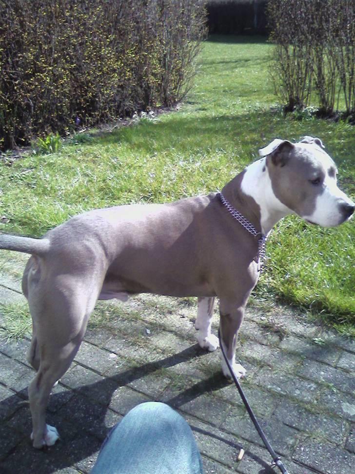 Amerikansk staffordshire terrier thais billede 11