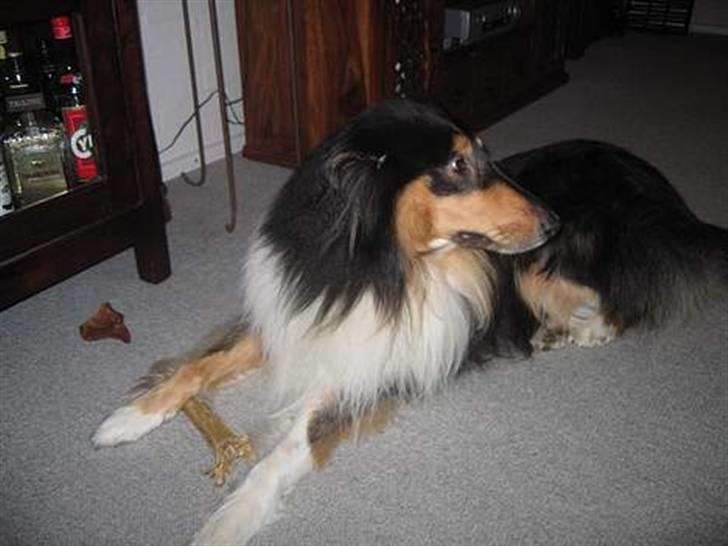 Collie langhåret Kenzo billede 7