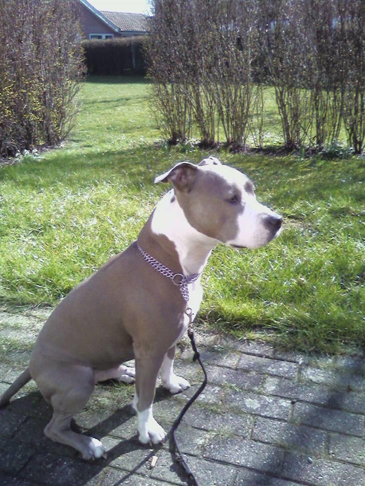 Amerikansk staffordshire terrier thais billede 12