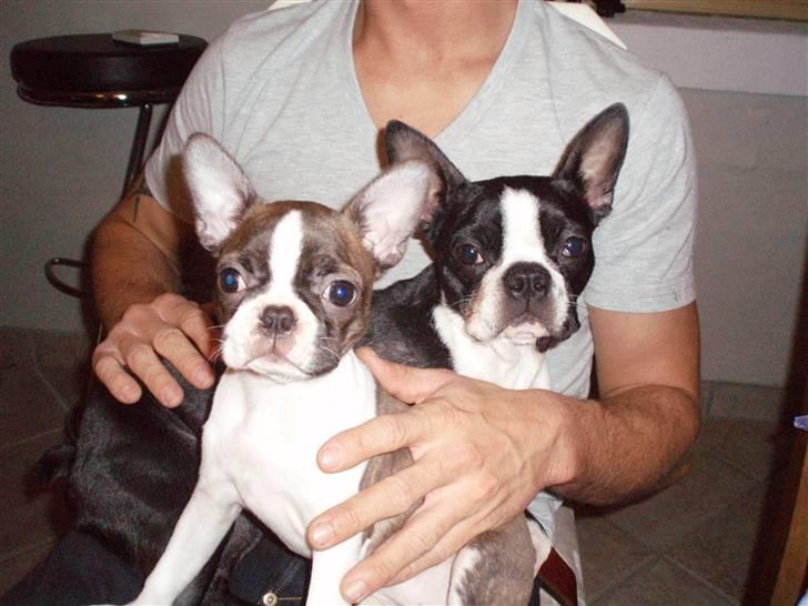 Boston terrier Freja - SÅÅÅ fotogene vi er... billede 10