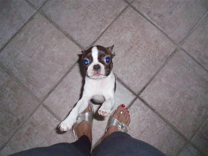 Boston terrier Freja - så charmerende er jeg når ørene er HELT NEDE billede 12