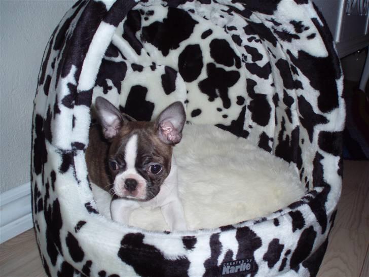 Boston terrier Freja - elsker min hytte billede 13
