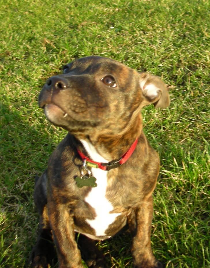 Staffordshire bull terrier LIVA billede 1