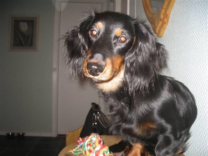 Dværggravhund Oscar - Er jeg ikke bare nuser billede 4