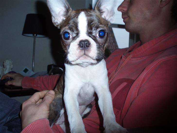 Boston terrier Freja - ov, er jeg på???? billede 14
