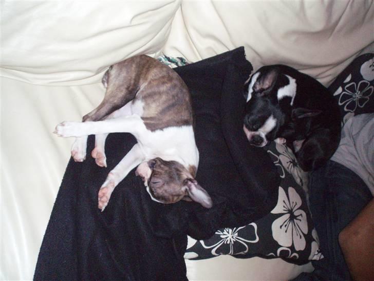 Boston terrier Freja - uhm, putte, putte, putte billede 15