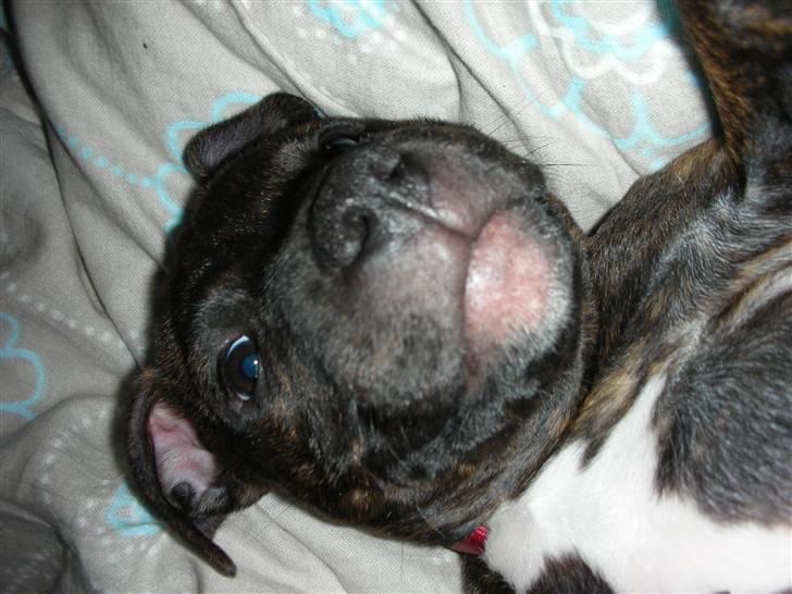 Staffordshire bull terrier LIVA billede 2