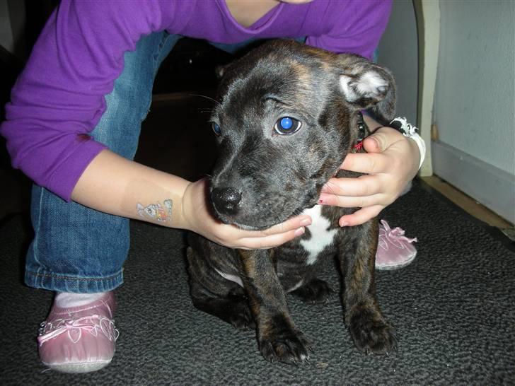 Staffordshire bull terrier LIVA billede 3