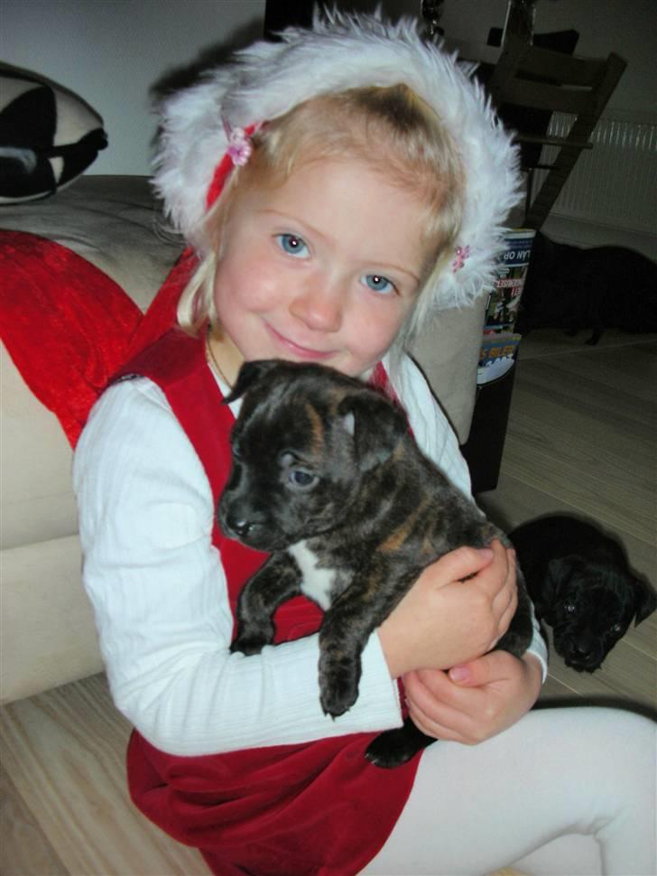 Staffordshire bull terrier LIVA billede 4