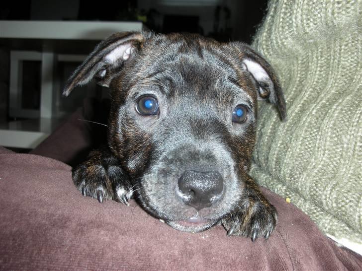 Staffordshire bull terrier LIVA billede 5