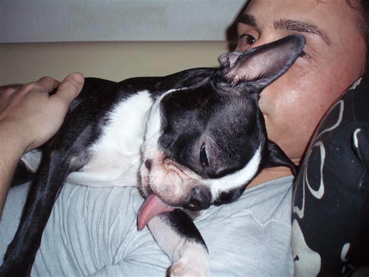 Boston terrier Emma billede 18