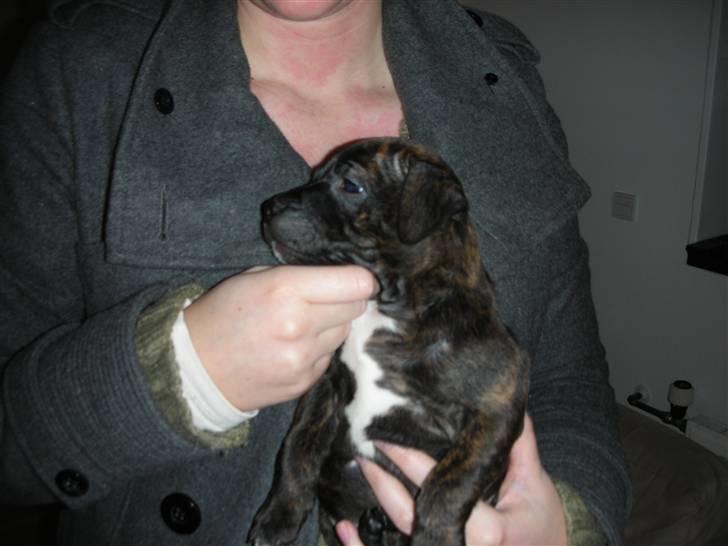 Staffordshire bull terrier LIVA billede 6