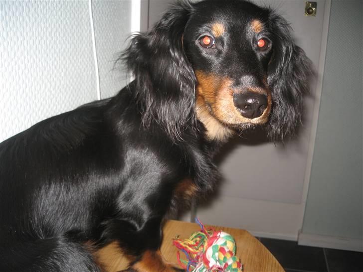 Dværggravhund Oscar - Er jeg ikke dejlig mor, jeg venter på dig, kommer du snart billede 5