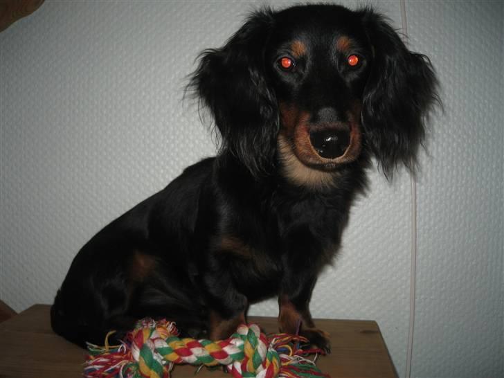 Dværggravhund Oscar - Er jeg ikke bare dejlig billede 6