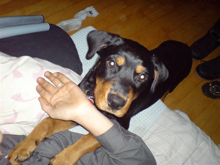 Rottweiler Maggi - Halløjsa  billede 7