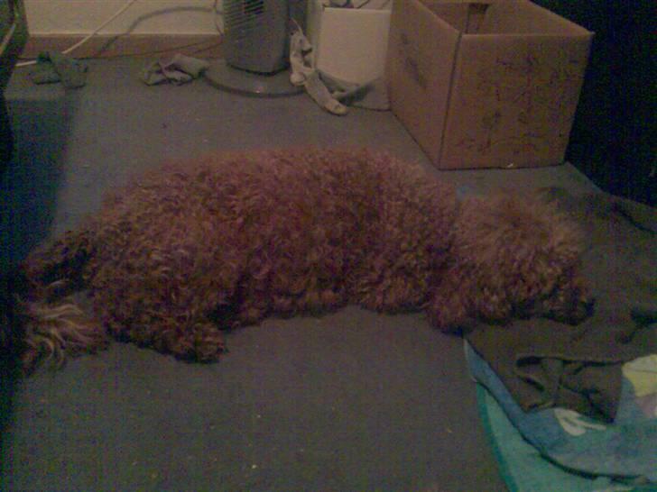 Mellempuddel Fie - Det er så tæven som har fået hvalpe billede 1