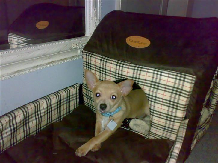 Chihuahua Tonser *HIMMELHUND* - I mit nye hundehus i gangen ..  billede 5