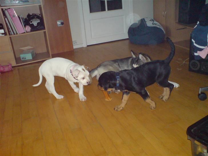 Rottweiler Maggi - Nadine, Maggi og deres veninde Nala (: billede 8