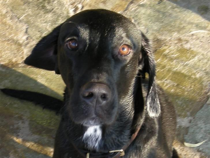 Blanding af racer Aiah - Aiah i Athen efter en svømmetur i hundeswimmingpoolen billede 1