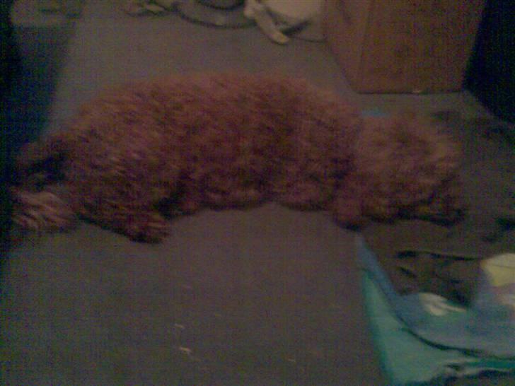 Mellempuddel Fie - Her er hun igen og hun er ikk til Salg billede 2