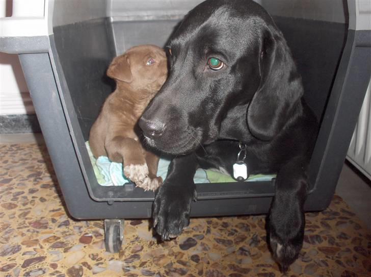 Blanding af racer Aiah - Plejehvalpen Nima hvisker hemmeligheder til Aiah billede 2