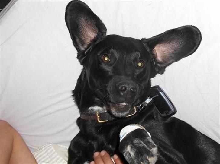 Blanding af racer Aiah - Ren afslapning.. billede 3